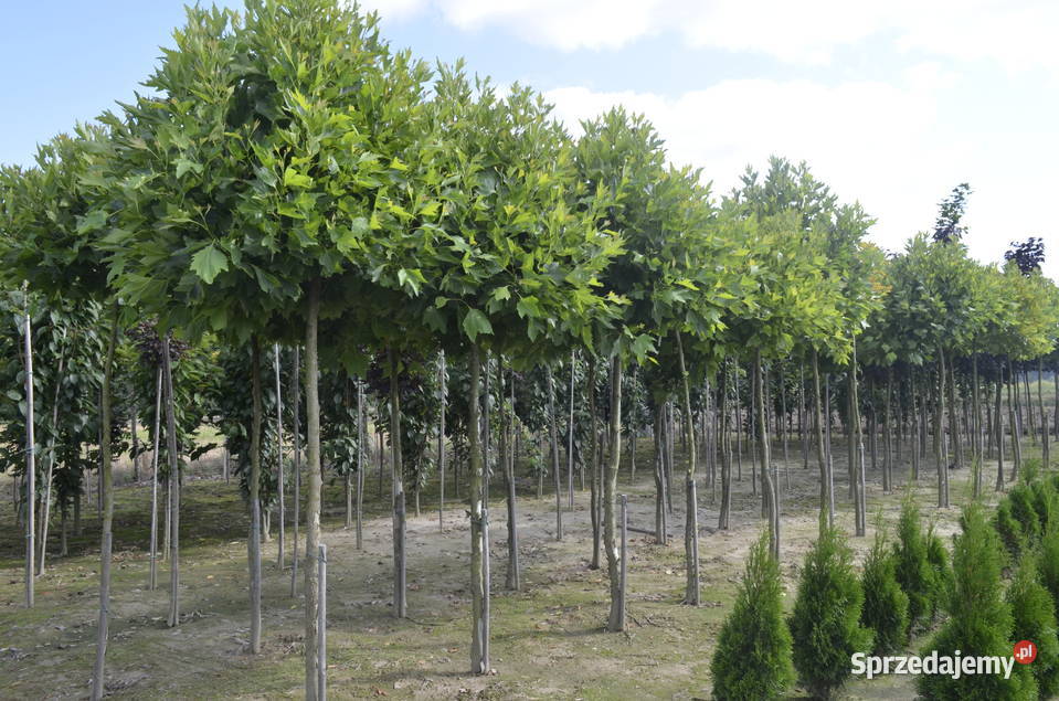 Platan klonolistny Alphens Globe obw 1216 Wolbrom