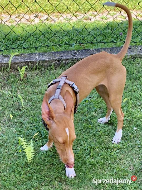 Chart sycylijski ostatni szczeniak Radzionków