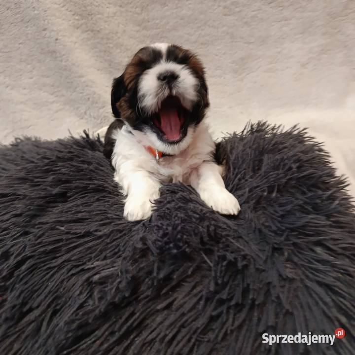 Shihtzu Shih Tzu świętokrzyskie Zofiówka