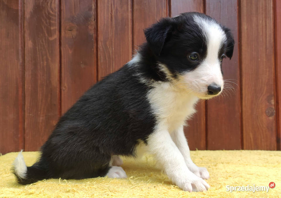 Szczeniak BORDER COLLIE z Hodowli Rasowa suczka