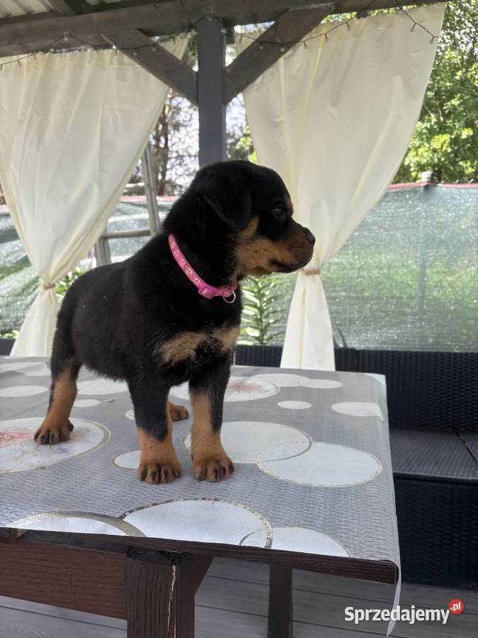 Szczeniaki rottweiler Zwierzęta