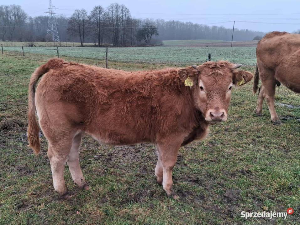 Sprzedam odsadki Lm Osińska Buda