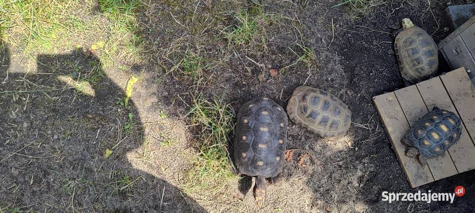 Żółw Zółtogłowy podługowaty indotestudo elongata Opole