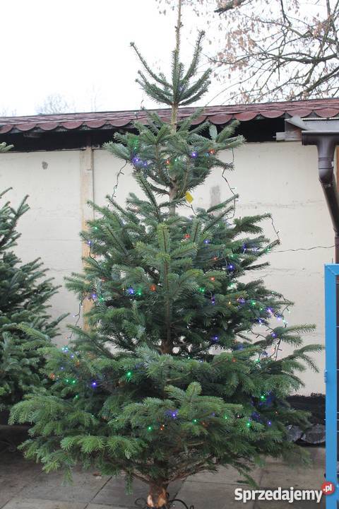 choinka z dowozem Rośliny Warszawa