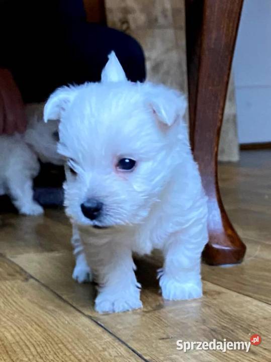 Szczenięta West Highland White Terrier ZKwP FCI Gdańsk