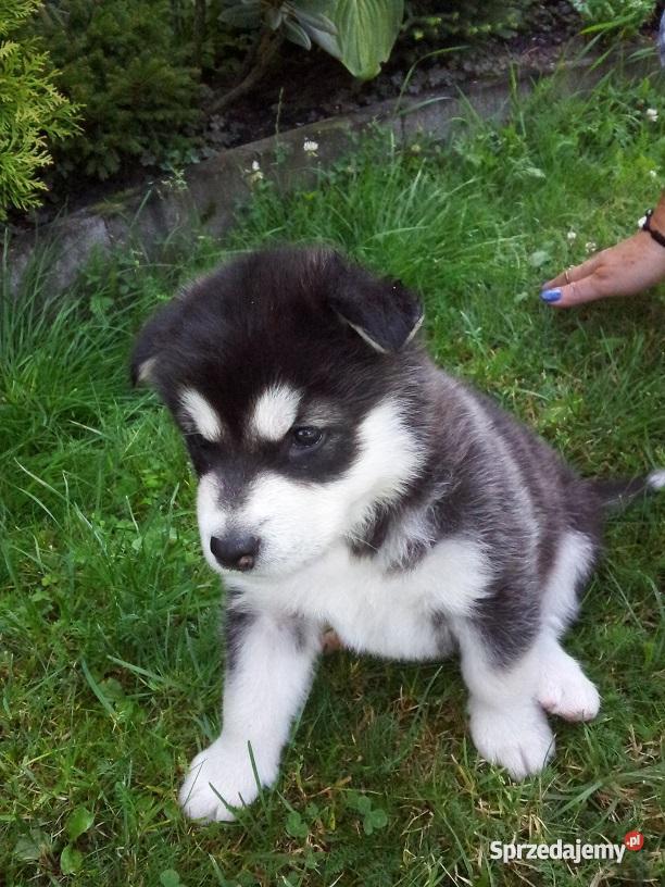 Alaskan malamute szczenięta Aleksandrów Łódzki