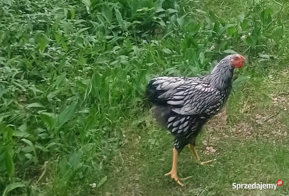 Wyandotte kogut Pomiechówek