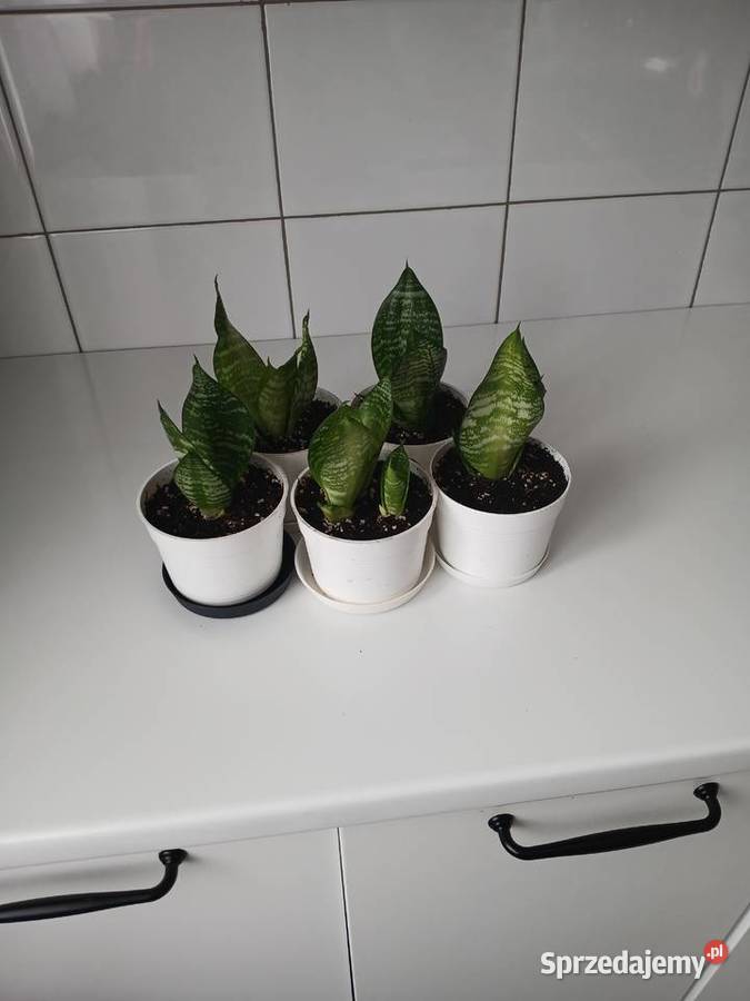 Sansewieria Green Hahnii sansevieria miniaturowa śląskie Częstochowa