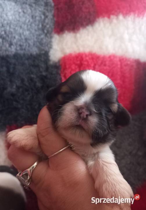 ShihTzu opolskie Strzelce Opolskie