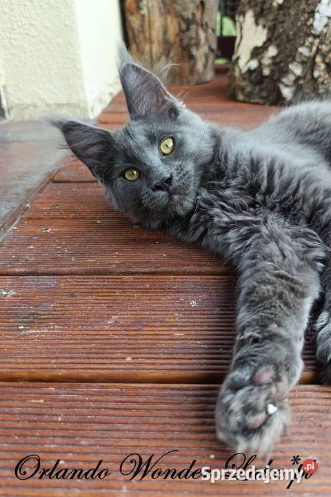 Niebieski Maine Coon FPL Gdańsk