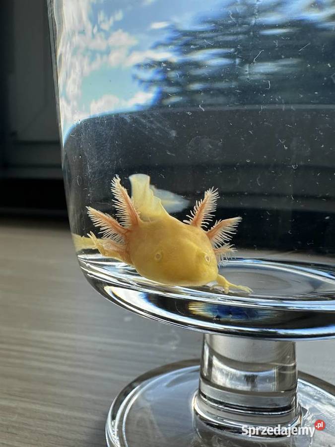 Aksolotl Salamandra Meksykańska