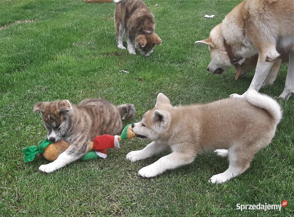 Akita inu ojcu dogoterapeucie Warszawa