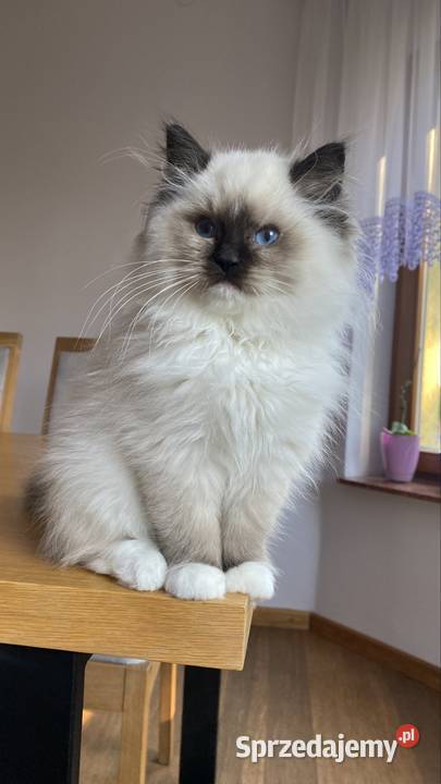 Kocurek ragdoll gotowy do odbioru FPL kastrat Katowice