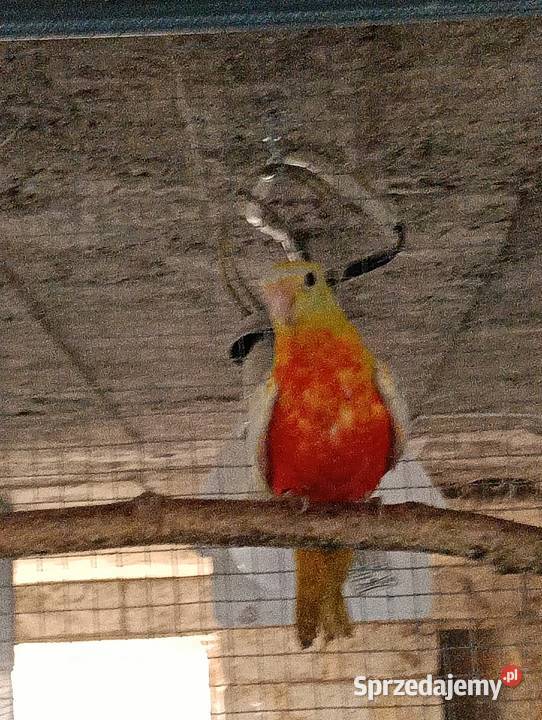 Łąkówka turkusowa samica Brzeziny