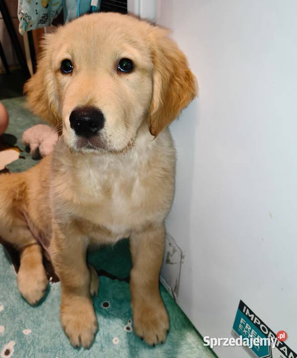 Pies rasy Golden retriever Bydgoszcz sprzedam