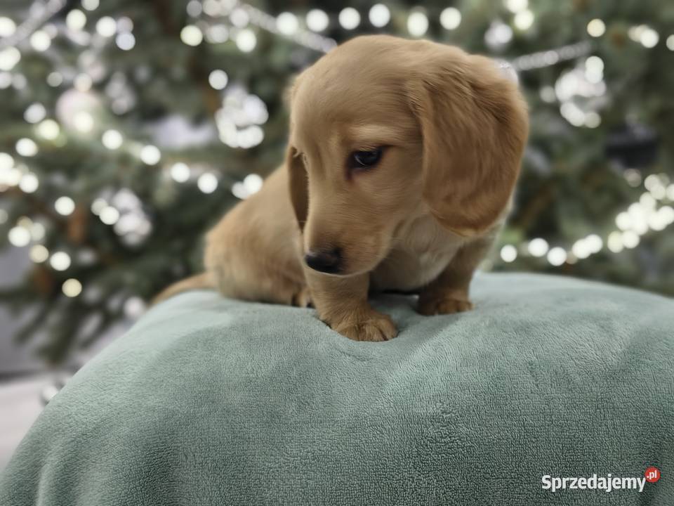 Jammik długowłosy miniaturowy kremowy Dackel łódzkie