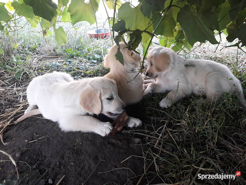 Golden Retriever Gotowe do odbioru