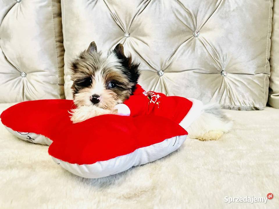 York Mikołaj z Bajki taki do Kochania Opole