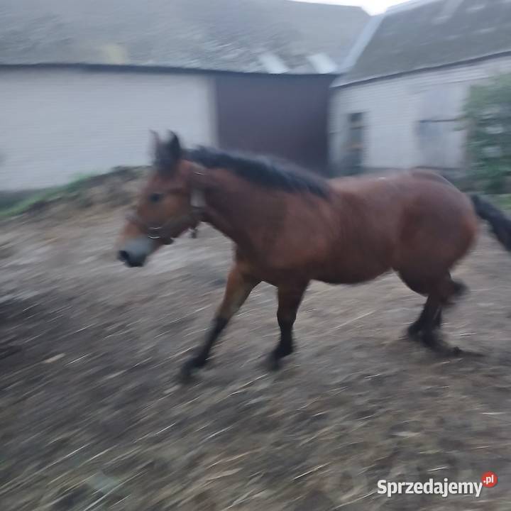 Ogierek zimnokrwisty Konie Waniewo