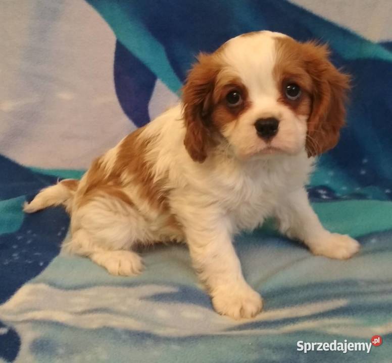 cavalier king charles spaniel samiec tricolor Rzeszów
