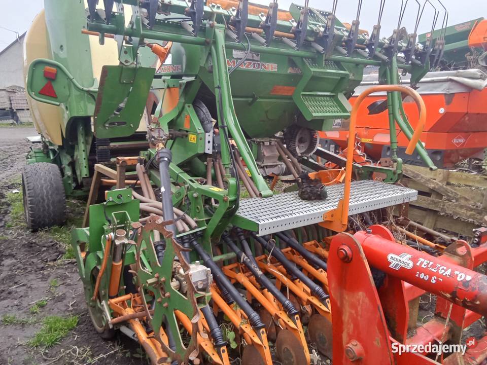 Redlica talerzowa amazone pomorskie Rudno sprzedam