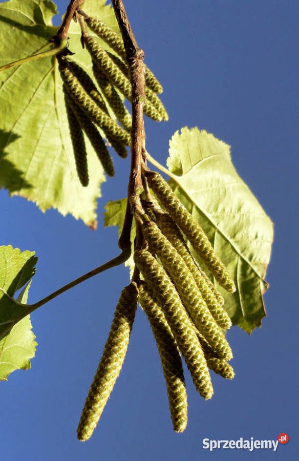 LESZCZYNA TURECKA Corylus colurna NASIONA 100 Lubanie sprzedam