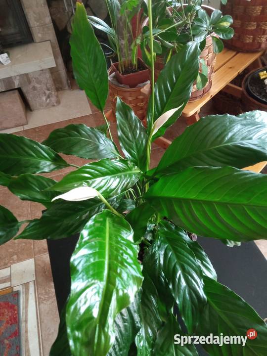 Skrzydłokwiat duży roślina domowa Nowy Sącz