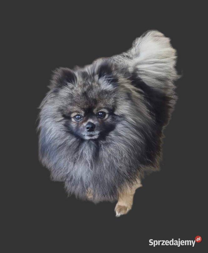 Pomeranian Mogilno