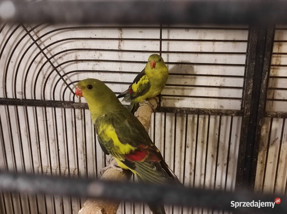 Papugi górskie Rębków