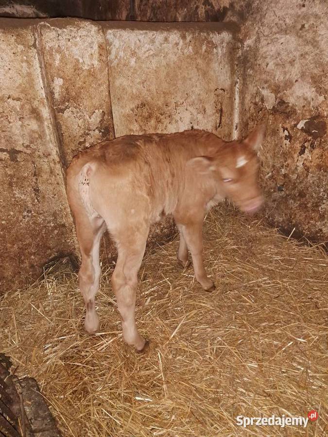 Byczek mięsny Jędrzejów