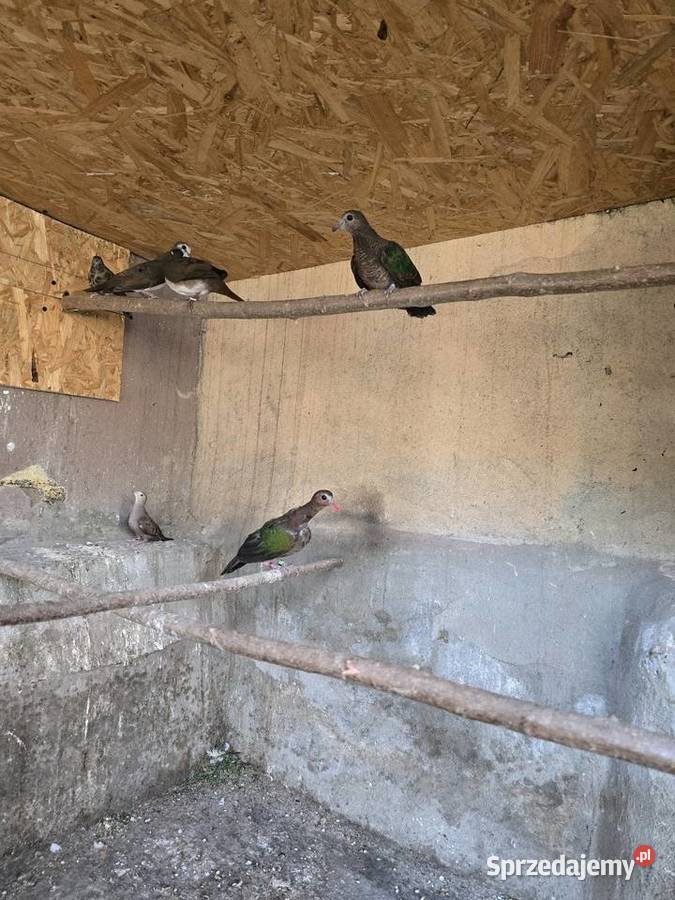 Gołabki zielonoskrzydłe Ptaki Płużnica Wielka