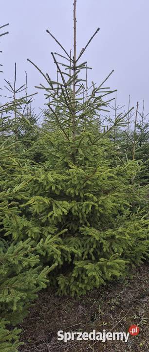 Choinki Swiateczne Swierk Pospolity Plantacja Cekcyn