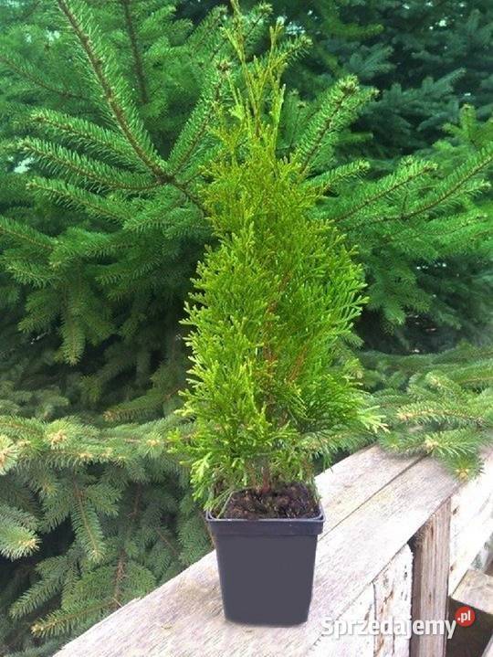 TUJA SZMARAGD 5070 PROMOCJA Thuja Smaragd Gaworzyce
