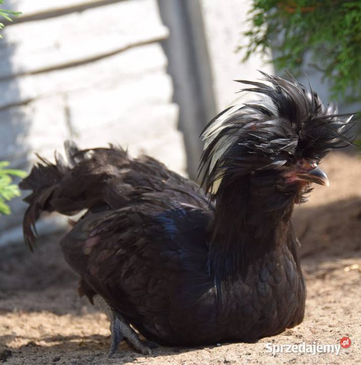Koguty czubatki Rolnictwo Łochów