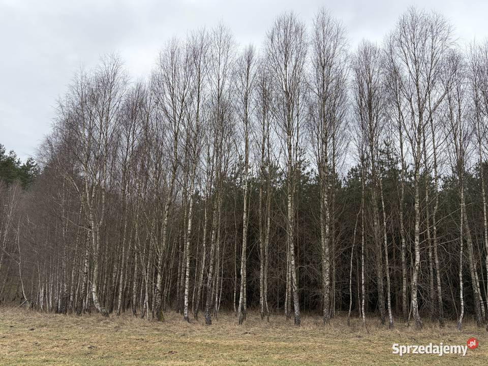 Sprzedam 20 letni las w Koczale o pow 296 ha pomorskie Koczała
