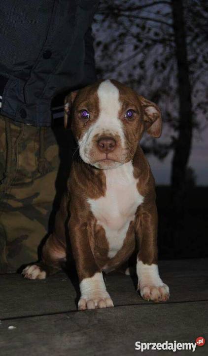 Pit bull Gniezno sprzedam