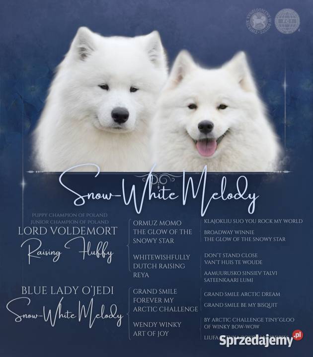 Samoyed szczenięta ZKWP FCI Pozostałe Zielona Góra
