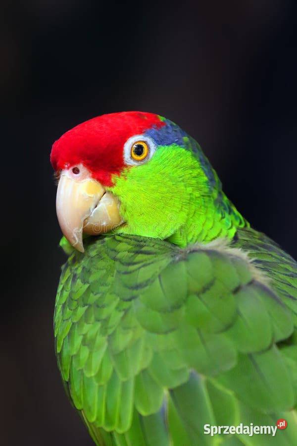 Amazonka Krasnoglowa Viridigenalis iridigenalis