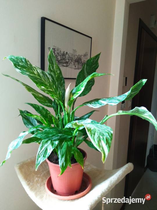 Piękne syngonium 10 Białystok