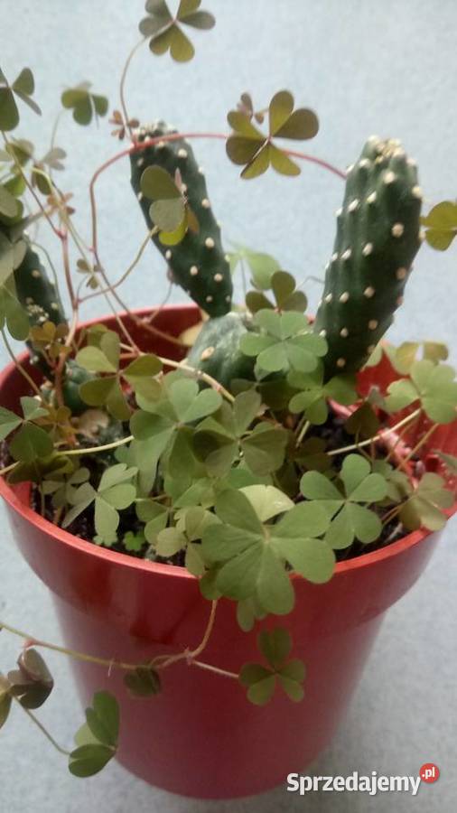 Skrzydlokwiat kwitnacy