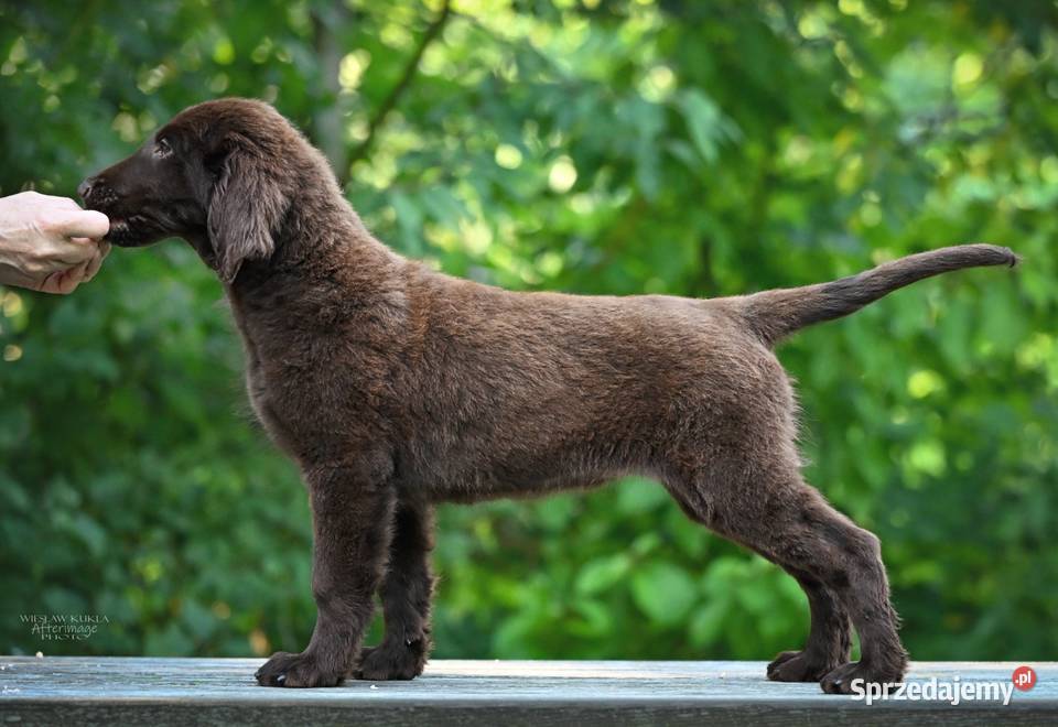 FlatCoated Retriever ZKwP FCI czarne i Tarnów sprzedam