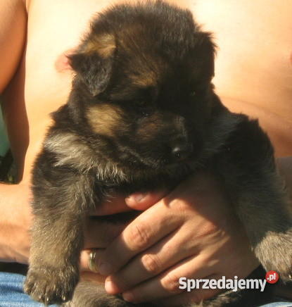 owczarek niemiecki Psy Siedlce sprzedam
