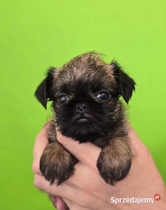Gryfonik Brukselski Suczka FCI pomorskie Swarzewo