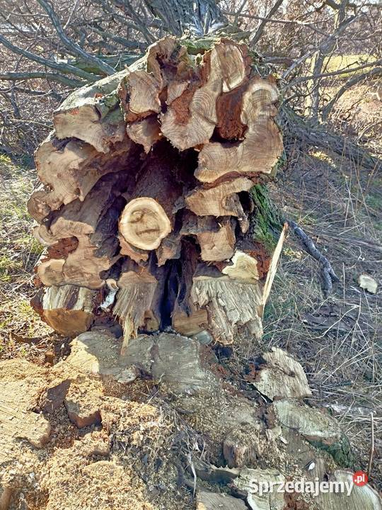 Drewno akacja Głubczyce
