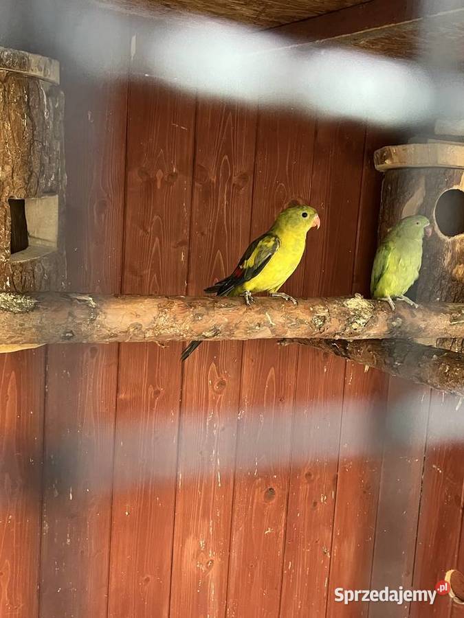 Samiec papugi Górskiej Berg małopolskie Wielmoża sprzedam