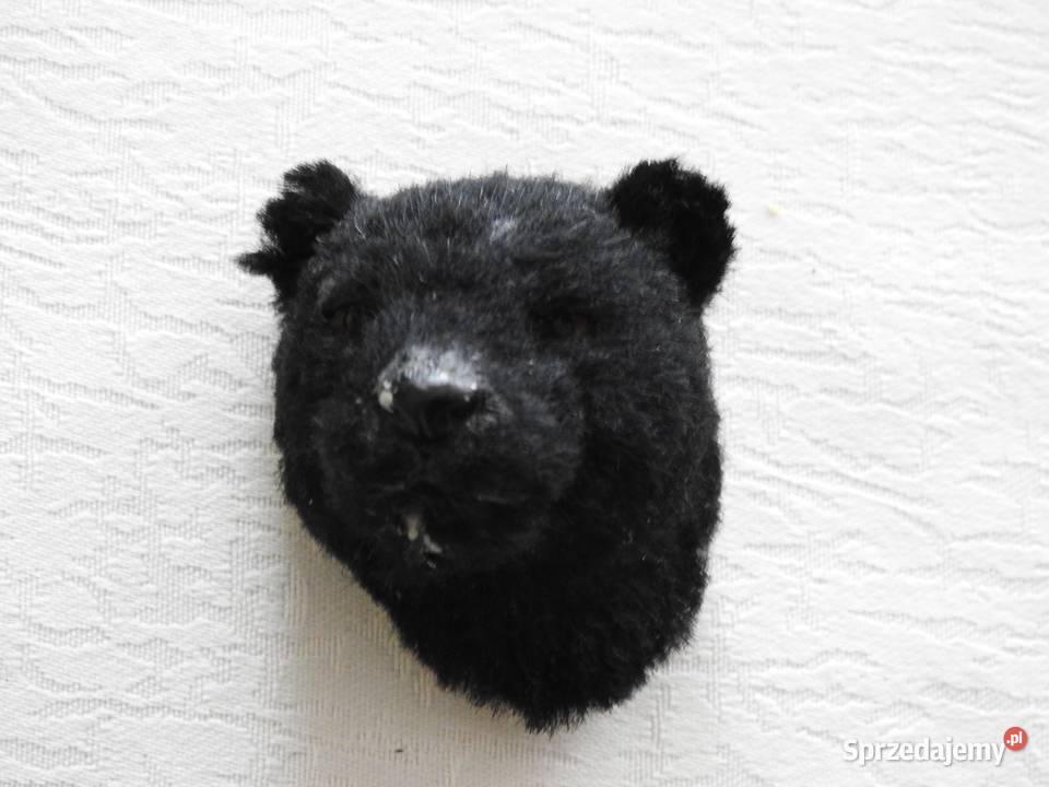 Pantera na magnes Przemyśl