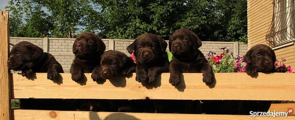 Czekoladowe szczenięta labrador retriever w mazowieckie