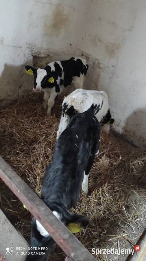 Cielaki byczki 3 sztuki Wawrowice