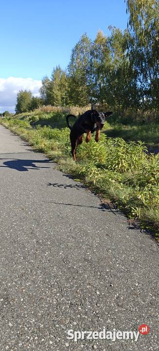 Newton Championie stabilny inteligentny z Lublin