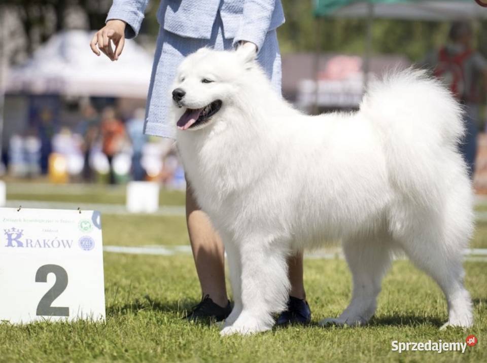 Szczeniaki Samoyed FCI świętokrzyskie Oleśnica
